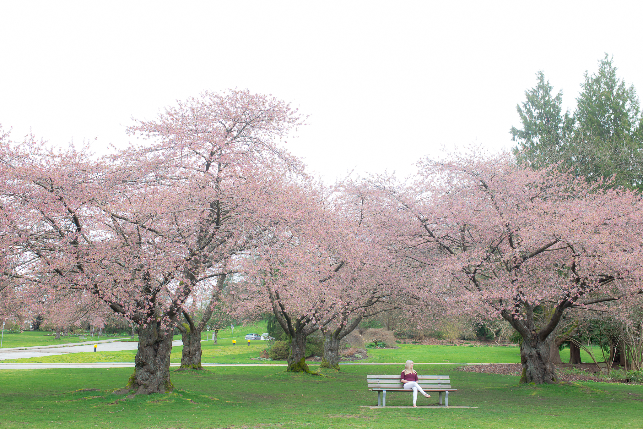 Vancouver-Langley-Cherry-Blossom-Photo-Session