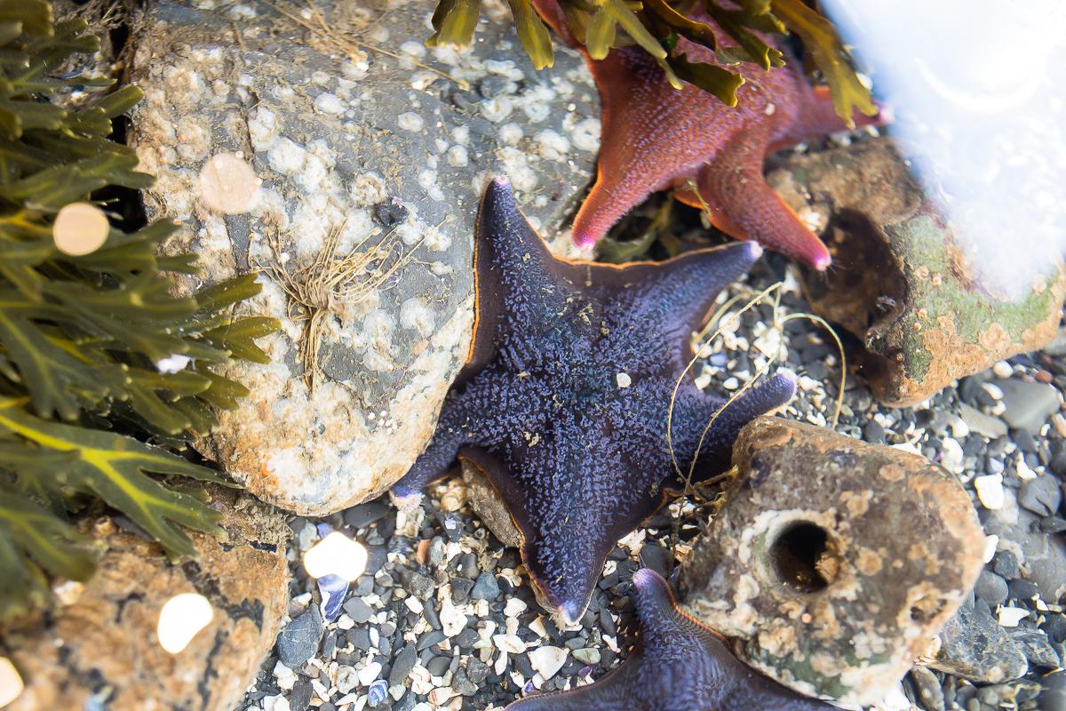 Vancouver Island Photographers