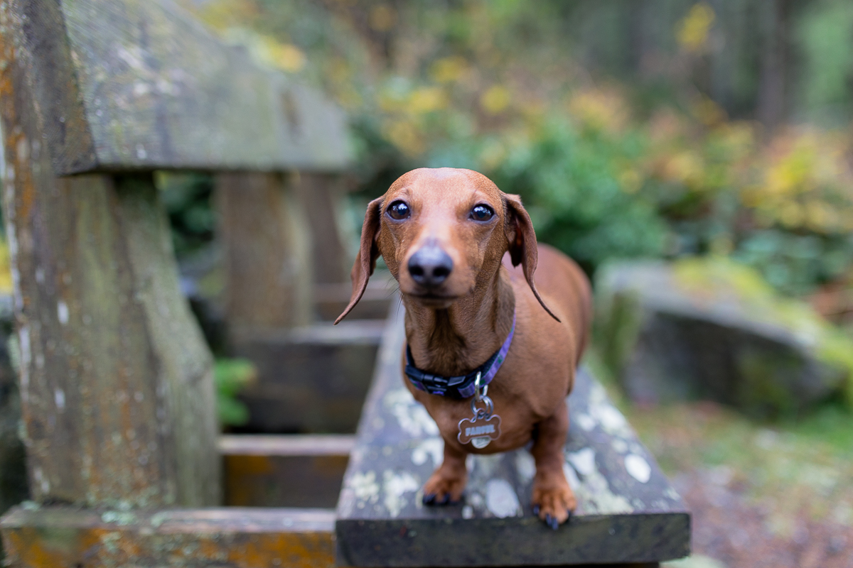 Vancouver Island Photographers