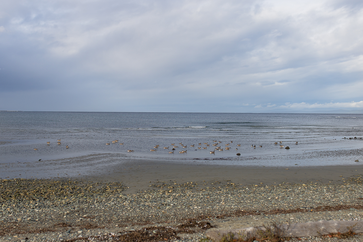 Vancouver Island Photographers