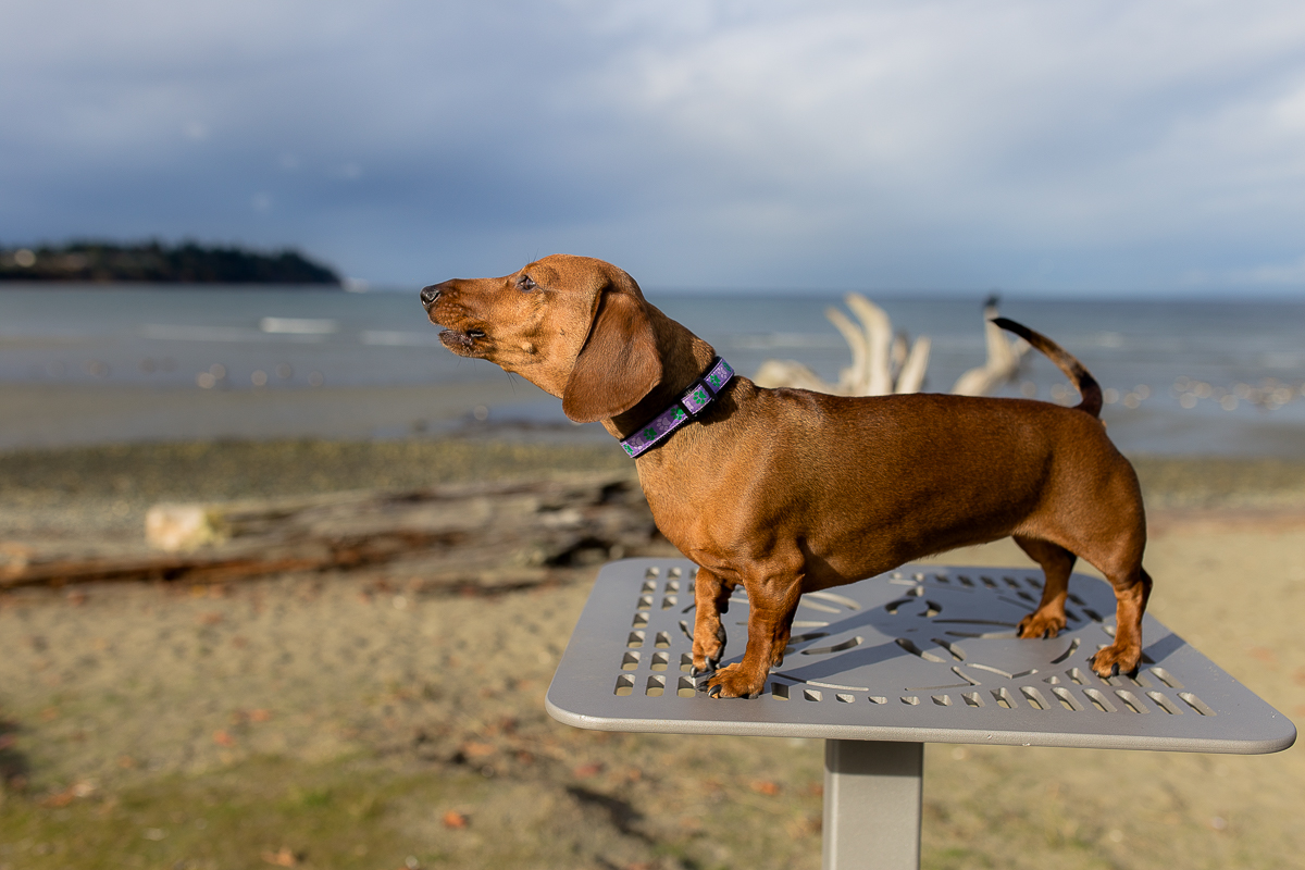 Vancouver Island Photographers